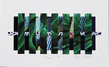 Collage 9